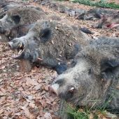 Na diviakoch na Slovensku