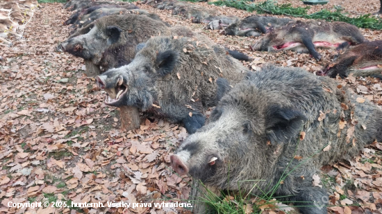 Na diviakoch na Slovensku