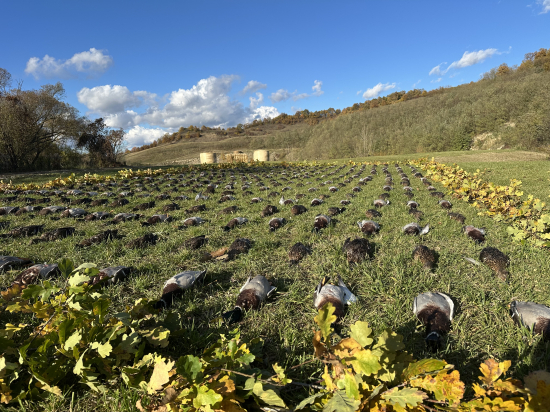 Na kačiciach v Maďarsku