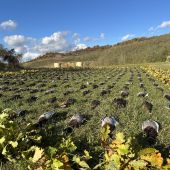 Na kačiciach v Maďarsku