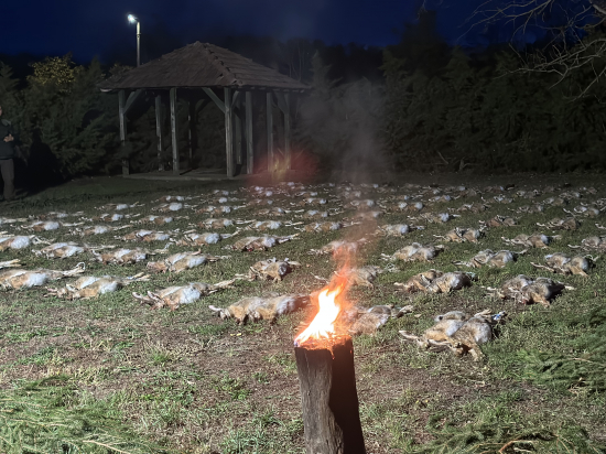 Na zajacoch v Maďarsku