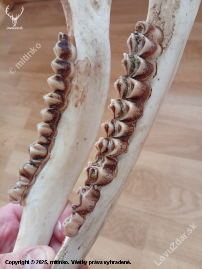 Jeleň