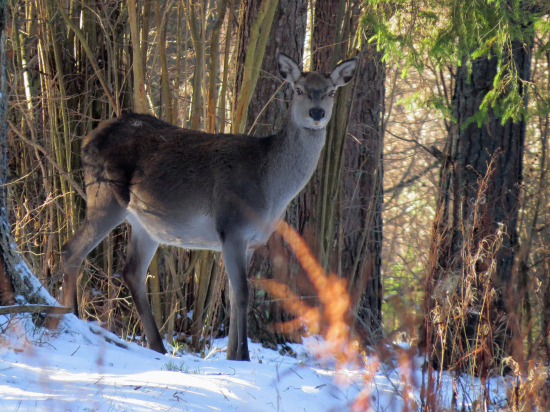 Stretnutie na lesnej ceste...