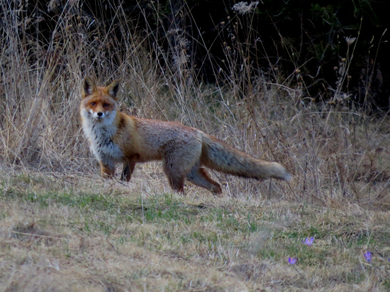 Cestou ku fotopasci...