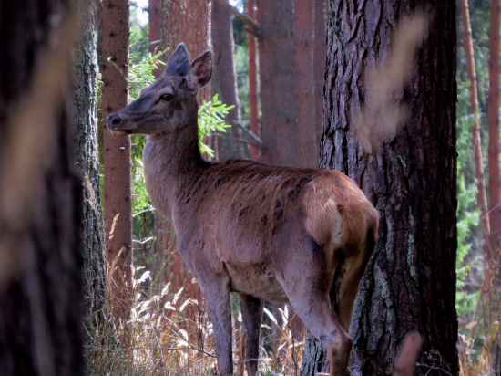 Rýchly cvak pomedzi stromy...