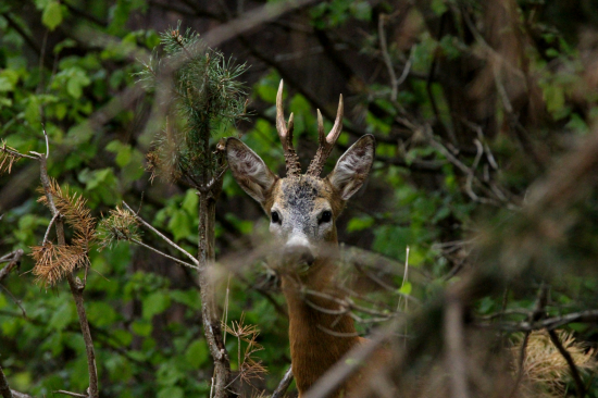 Odrazu sa objavil...