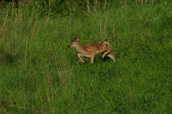 Drobec na prechádzke...