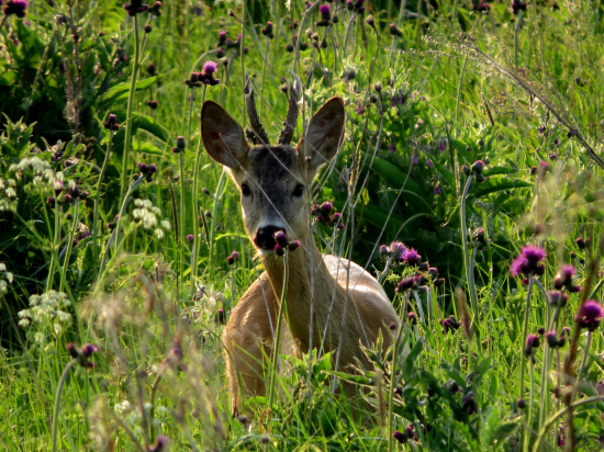 Večerné stretnutie...