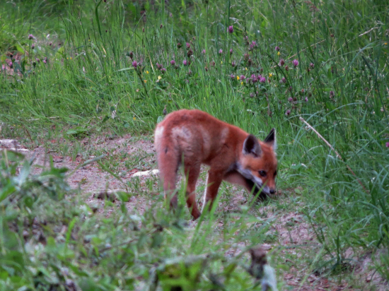Na potulkách pred brlohom...