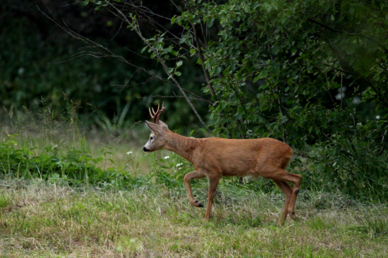 Na pokosenej lúke...
