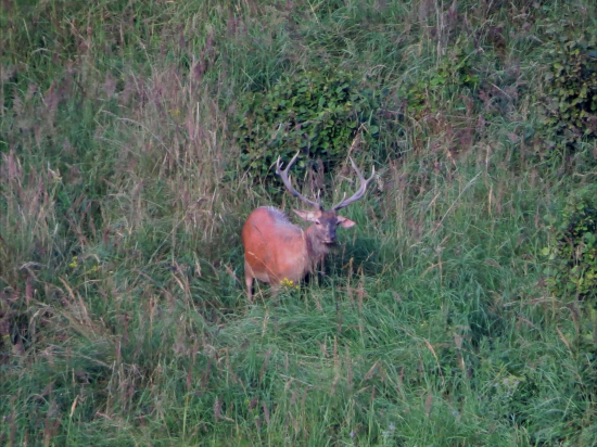 Rúbaniská začínajú ožívať...