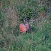 Rúbaniská začínajú ožívať...