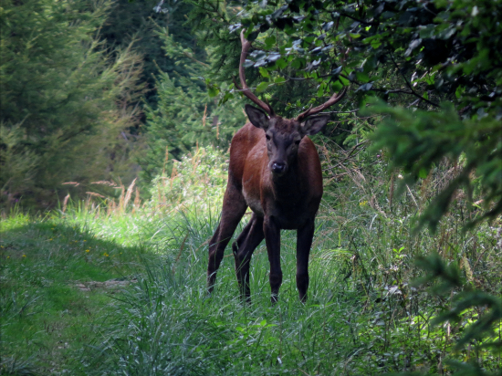 Stretnutie na lesnej ceste...