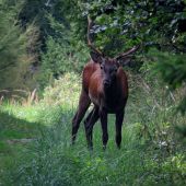 Stretnutie na lesnej ceste...