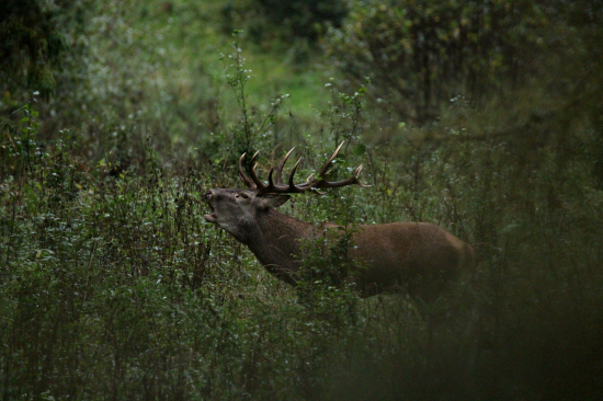 Odtrúbený koniec ruje...