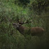 Odtrúbený koniec ruje...
