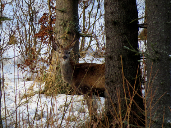 Spoza stromu vykukoval...