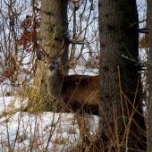 Spoza stromu vykukoval...