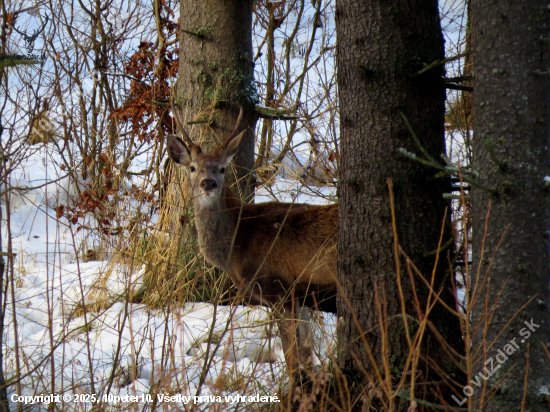 Spoza stromu vykukoval...