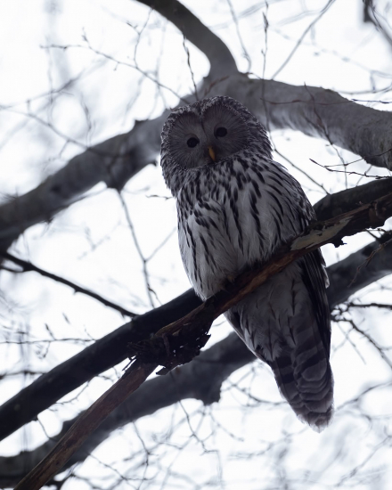 Podvečer pod starým bukom ... :)