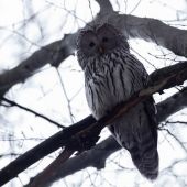 Podvečer pod starým bukom ... :)