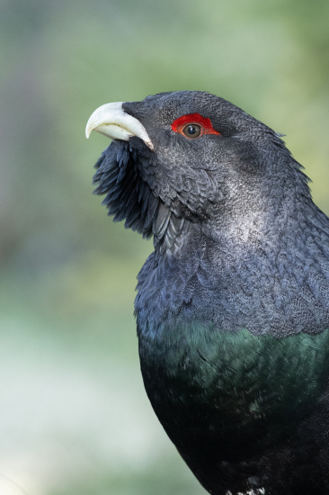 Zo života hluchaňa hôrneho ...