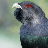 Zo života hluchaňa hôrneho ...