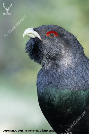 Zo života hluchaňa hôrneho ...