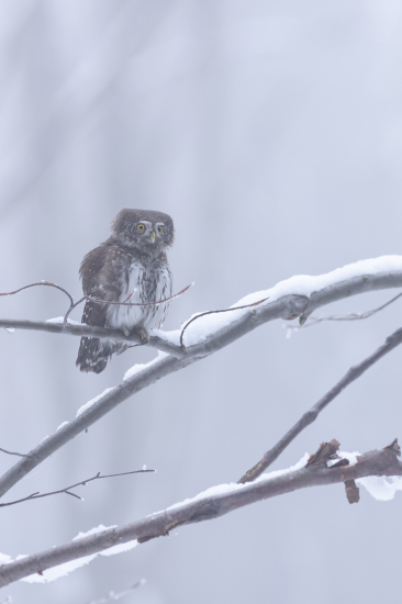 Prichádza pani zima ...