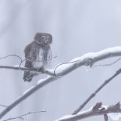 Prichádza pani zima ...