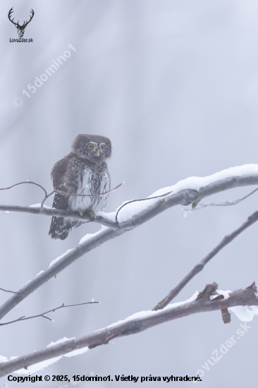 Prichádza pani zima ...