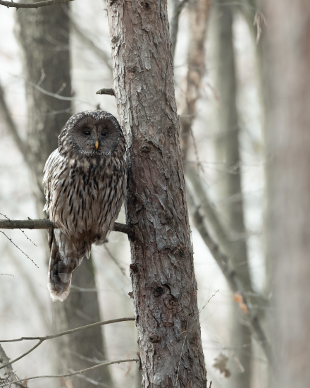 Zo života sovy dlhochvostej