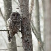 Zo života sovy dlhochvostej