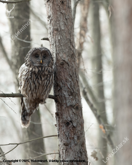 Zo života sovy dlhochvostej