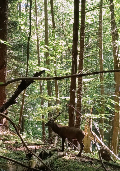 Kolik mu tipujete let?