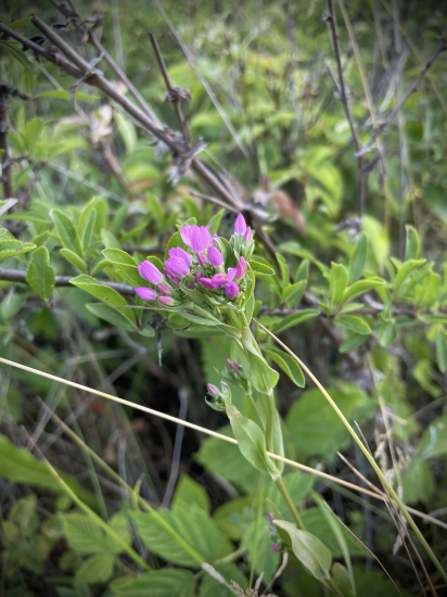 Zemežlč menšia…