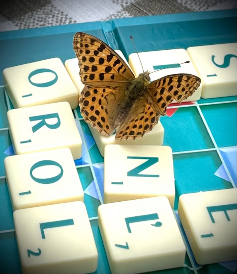 Prázdninový motýľ… nedokončená hra…