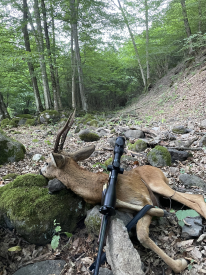 Horský srnec na vábničku …