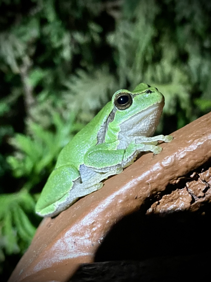 Rosnička… samček