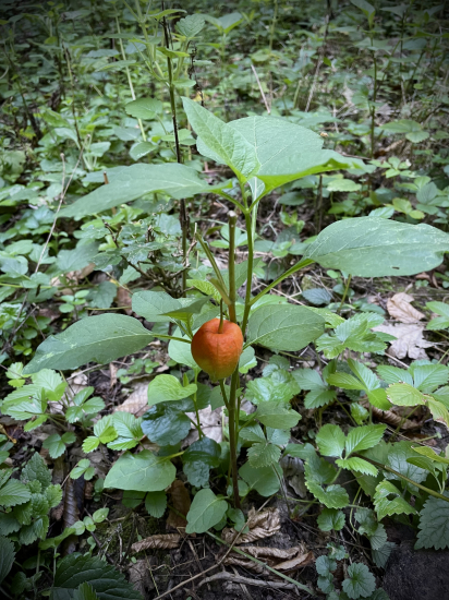 Machovka, Mochyňa, Židovská čerešňa…
