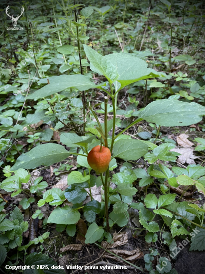 Machovka, Mochyňa, Židovská čerešňa…