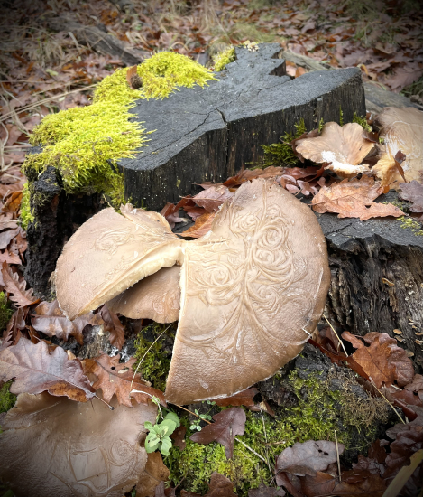 Hliva  ozdobená mrazom…