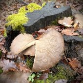 Hliva  ozdobená mrazom…