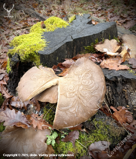 Hliva  ozdobená mrazom…
