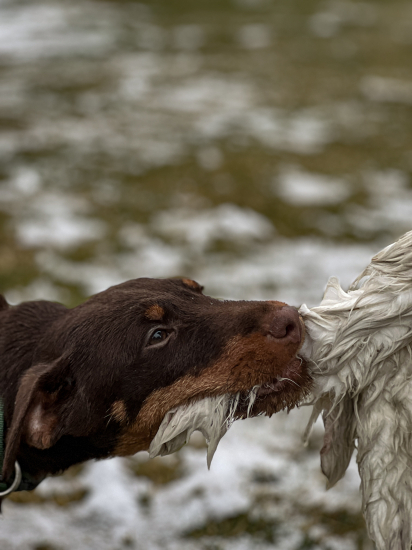 FARUK z Tušických polí