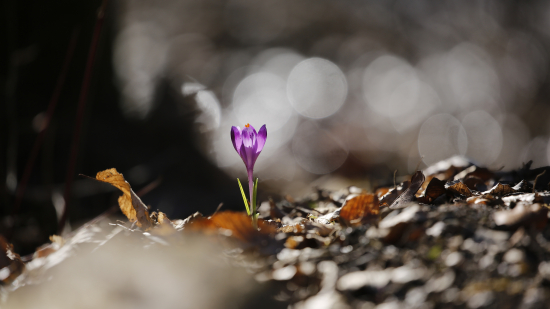 Šafran karpatský 2