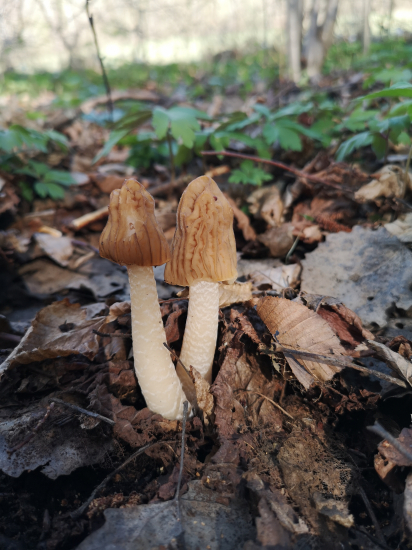 Súrodenci smrčkovci