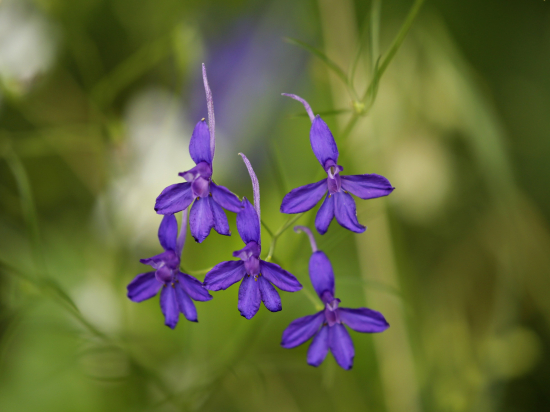 Potešenie dňa-ostrôžka poľnã