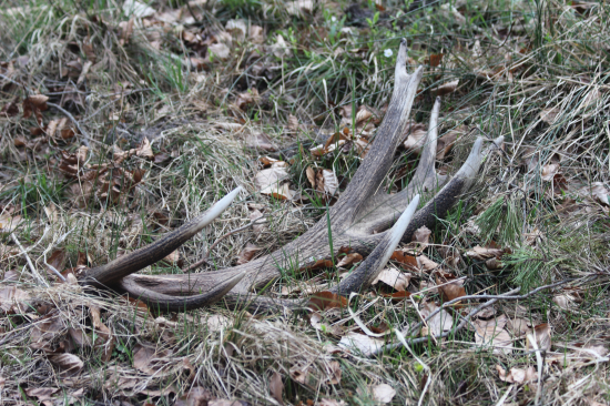 3,2 kg 193,43 b. CIC