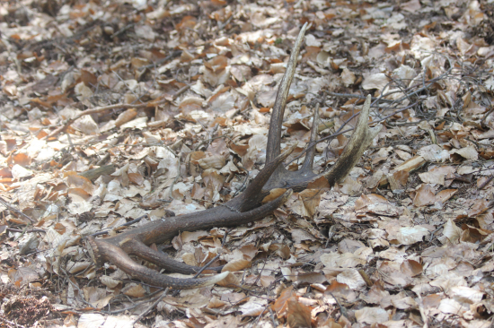 2,5 kg 180,28 b. CIC